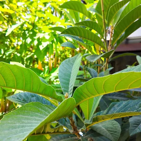 Lizbonia ボドルム